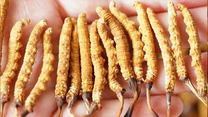 冬蟲夏草最佳購買時間：選對時機(jī)，兼顧品質(zhì)與性價比