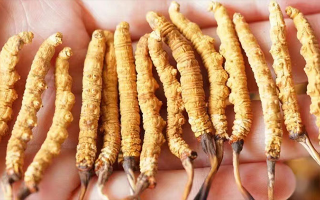 冬蟲夏草最佳購買時間：選對時機(jī)，兼顧品質(zhì)與性價比