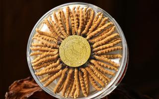 怎么分辨冬蟲(chóng)夏草的好壞 客戶鑒別指南