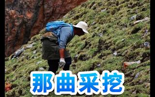 冬蟲(chóng)夏草山上識(shí)別與采挖安全指南