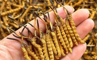 東強(qiáng)堂科普：冬蟲夏草保存期多久？源頭品牌教你科學(xué)鎖鮮