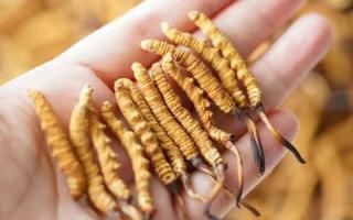 東強(qiáng)堂科普：3克冬蟲(chóng)夏草是幾根？那曲源頭品牌教你精準(zhǔn)換算