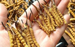 東強(qiáng)堂科普：雪山冬蟲夏草無(wú)“葉”！那曲珍品的草頭形態(tài)藏著品質(zhì)密碼