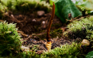  冬蟲夏草的市場價(jià)格受哪些因素影響？