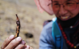  冬蟲(chóng)夏草的產(chǎn)地溯源方法有哪些？