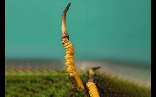  雪山冬蟲(chóng)夏草的生長(zhǎng)周期是多久？-西藏那曲蟲(chóng)草網(wǎng)