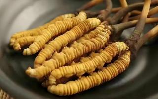  冬蟲夏草市場的未來發(fā)展趨勢