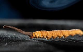 關(guān)于冬蟲(chóng)夏草市場(chǎng)的最新研究報(bào)告有哪些？-西藏那曲蟲(chóng)草網(wǎng)