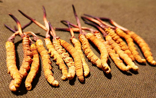 權(quán)威解讀：冬蟲(chóng)夏草燉雞湯，藏域滋養(yǎng)與家常美味的雙向奔赴