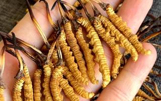 石斛和冬蟲夏草哪個(gè)好？西藏那曲蟲草網(wǎng)教你按需選對(duì)滋補(bǔ)珍品