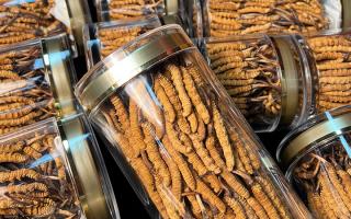 揭秘適合冬蟲夏草生長(zhǎng)的環(huán)境，西藏那曲蟲草網(wǎng)解讀雪域孕育密碼