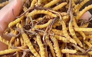 2026冬蟲夏草十大品牌排名，那曲源頭品牌引領行業(yè)標桿