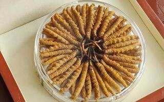 冬蟲夏草不養(yǎng)生會怎么樣？正視滋養(yǎng)價值，規(guī)避認(rèn)知誤區(qū)