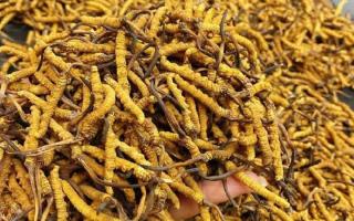 西藏那曲蟲草網(wǎng)｜一克冬蟲夏草煲多少水合適？行業(yè)權(quán)威指南來了