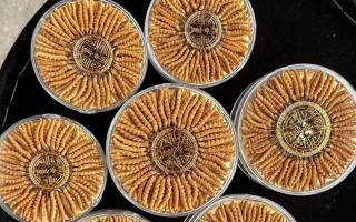 100塊錢一盒冬蟲(chóng)夏草能買嗎？行業(yè)權(quán)威拆解+避坑指南