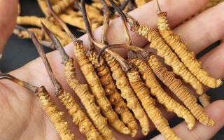 西藏那曲蟲草網(wǎng)詳解：哪些地方能長冬蟲夏草？核心產(chǎn)區(qū)全解析