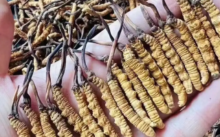 冬蟲夏草行情解析：那曲優(yōu)質(zhì)草穩(wěn)挺高位，兩極分化凸顯