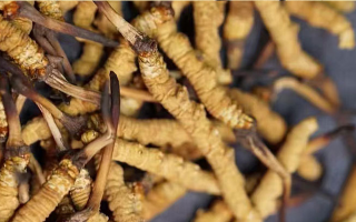 詳解那曲冬蟲夏草可采條件｜西藏那曲蟲草網(wǎng)行業(yè)規(guī)范解讀