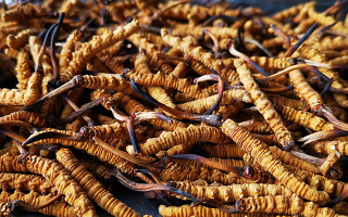 大批量冬蟲夏草保存方法，鎖住雪域營(yíng)養(yǎng)不流失