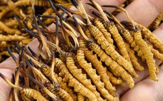  詳解冬蟲夏草形成過(guò)程，解密雪域生物共生密碼