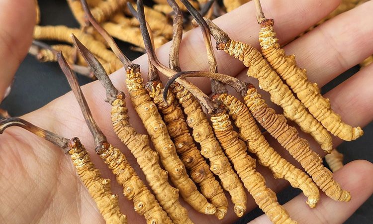 <a href=http://m.jiangnongst.com/s/cczjjd target=_blank class=infotextkey>冬蟲夏草真假鑒定</a>