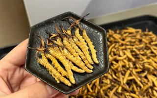 冬蟲夏草燉多少時間合適？藏農(nóng)神草那曲源頭品牌，教你燉出滿滿營養(yǎng)