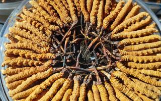 冬蟲夏草保存盒能放多久？藏農(nóng)神草那曲源頭品牌，教你科學(xué)存出好品質(zhì)