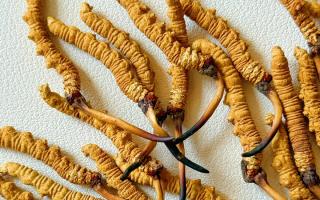 去西藏哪里買冬蟲夏草？藏農(nóng)神草那曲源頭品牌，解鎖本地正宗選購地