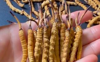 服用西藏那曲冬蟲夏草有何效果？行業(yè)平臺詳解天然滋養(yǎng)力