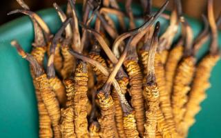 西藏那曲冬蟲夏草熬粥攻略：這樣熬最營養(yǎng)、最入味