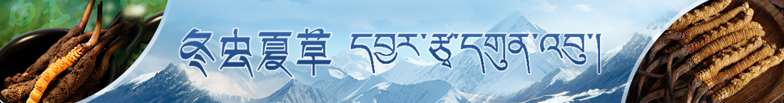 西藏那曲蟲(chóng)草網(wǎng)公告
